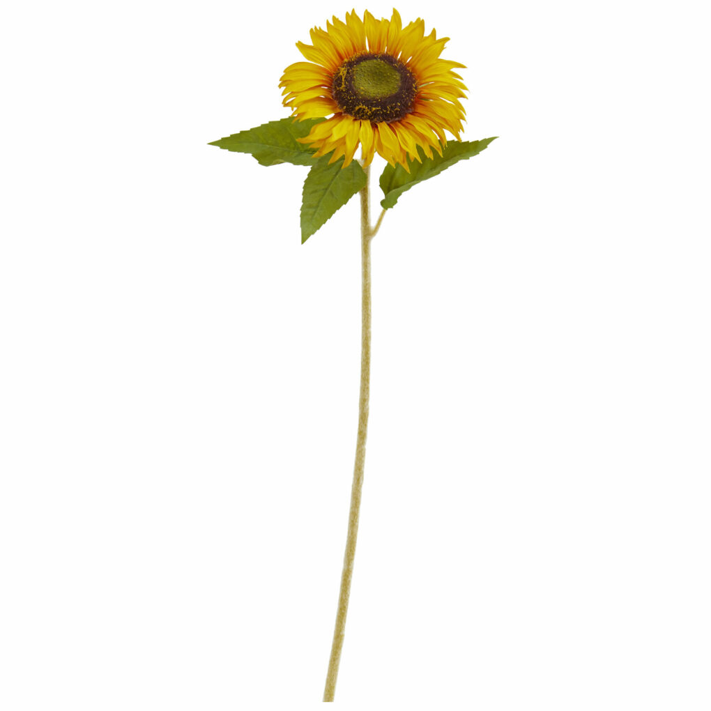 Sunflower with long stem